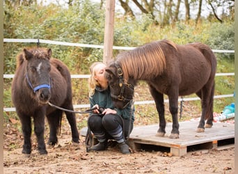 Shetland Ponys, Merrie, 10 Jaar, 105 cm, Donkerbruin