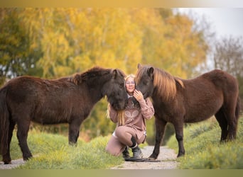 Shetland Ponys, Merrie, 10 Jaar, 105 cm, Donkerbruin