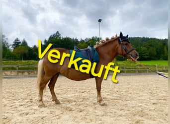 Shetland Ponys, Merrie, 10 Jaar, 106 cm, Vos