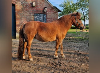 Shetland Ponys, Merrie, 10 Jaar, 108 cm, Vos