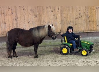 Shetland Ponys, Merrie, 10 Jaar, 80 cm, Donkere-vos
