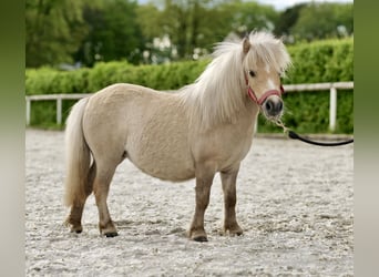 Shetland Ponys, Merrie, 10 Jaar, 80 cm, Palomino