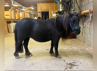 Shetland Ponys, Merrie, 10 Jaar, 96 cm, Zwart