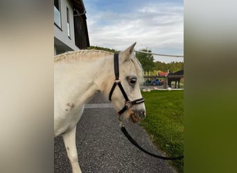 Shetland Ponys, Merrie, 10 Jaar, 98 cm, Schimmel