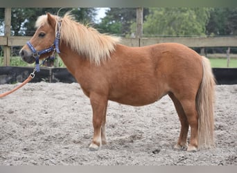 Shetland Ponys, Merrie, 10 Jaar, Vos