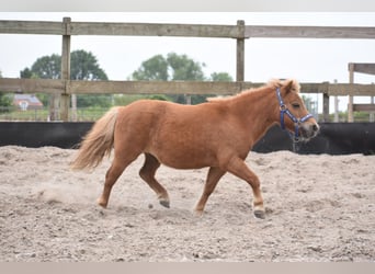 Shetland Ponys, Merrie, 10 Jaar, Vos