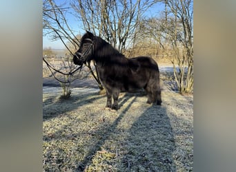 Shetland Ponys, Merrie, 11 Jaar, 100 cm, Zwart