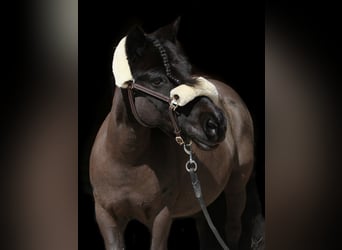 Shetland Ponys, Merrie, 11 Jaar, 100 cm, Zwart