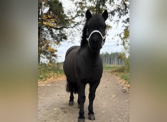 Shetland Ponys, Merrie, 11 Jaar, 103 cm, Zwart