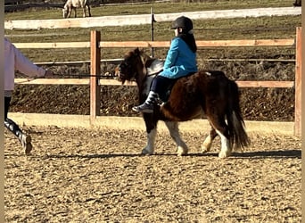 Shetland Ponys, Merrie, 11 Jaar, 110 cm, Gevlekt-paard