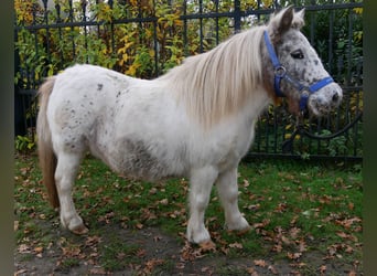 Shetland Ponys, Merrie, 11 Jaar, 90 cm