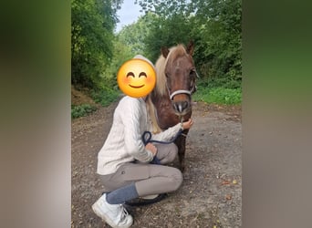 Shetland Ponys, Merrie, 11 Jaar, 90 cm, Roan-Bay