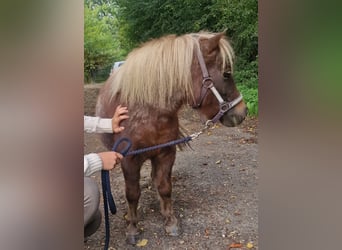 Shetland Ponys, Merrie, 11 Jaar, 90 cm, Roan-Bay
