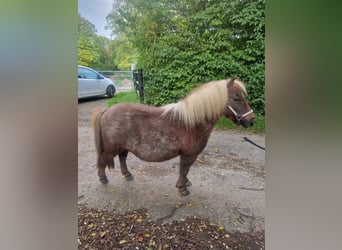 Shetland Ponys, Merrie, 11 Jaar, 90 cm, Roan-Bay