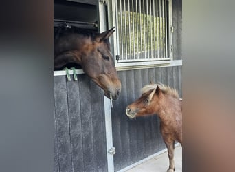 Shetland Ponys, Merrie, 11 Jaar, 90 cm, Roan-Bay