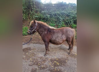 Shetland Ponys, Merrie, 11 Jaar, 90 cm, Roan-Bay