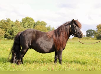Shetland Ponys, Merrie, 12 Jaar, 100 cm, Zwart