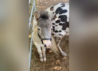 Shetland Ponys, Merrie, 12 Jaar, 102 cm, Appaloosa