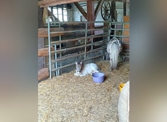 Shetland Ponys, Merrie, 12 Jaar, 102 cm, Appaloosa