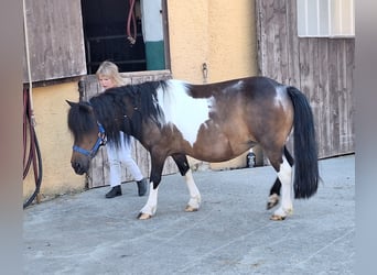 Shetland Ponys, Merrie, 12 Jaar, 103 cm, Gevlekt-paard