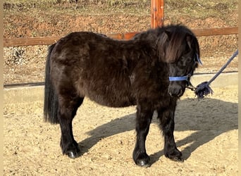 Shetland Ponys, Merrie, 12 Jaar, 103 cm, Zwart