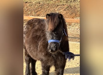 Shetland Ponys, Merrie, 12 Jaar, 103 cm, Zwart