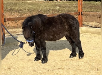 Shetland Ponys, Merrie, 12 Jaar, 103 cm, Zwart