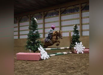 Shetland Ponys, Merrie, 12 Jaar, 122 cm, Donkere-vos