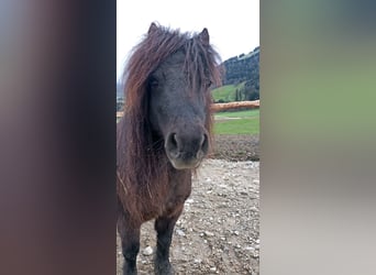 Shetland Ponys, Merrie, 12 Jaar, 80 cm, Zwart