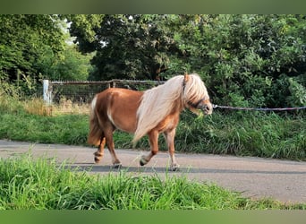 Shetland Ponys, Merrie, 12 Jaar, 86 cm, Vos