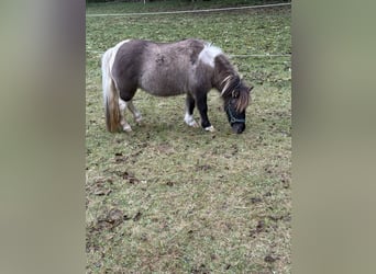 Shetland Ponys, Merrie, 12 Jaar, Overo-alle-kleuren