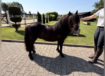 Shetland Ponys, Merrie, 12 Jaar