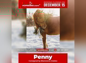 Shetland Ponys, Merrie, 13 Jaar, 122 cm