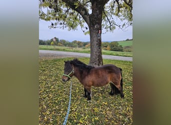 Shetland Ponys, Merrie, 13 Jaar, 89 cm, Bruin