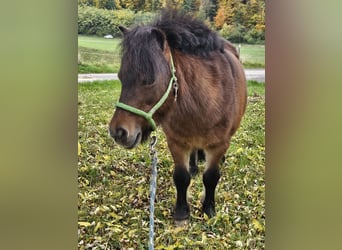 Shetland Ponys, Merrie, 13 Jaar, 89 cm, Bruin