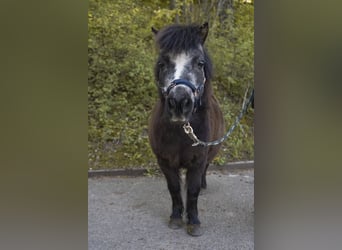 Shetland Ponys, Merrie, 13 Jaar, 90 cm, Zwart