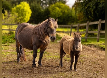 Shetland Ponys, Merrie, 13 Jaar, 94 cm, Roodbruin