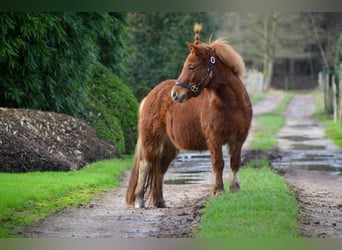 Shetland Ponys, Merrie, 13 Jaar, 97 cm, Vos