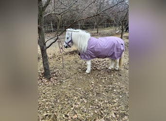 Shetland Ponys Mix, Merrie, 13 Jaar, Schimmel