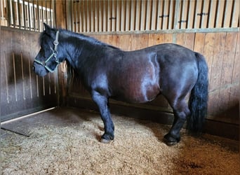 Shetland Ponys, Merrie, 14 Jaar, 100 cm, Zwart