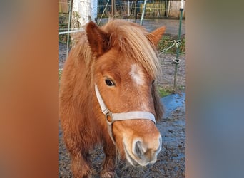 Shetland Ponys, Merrie, 14 Jaar, 105 cm, Vos