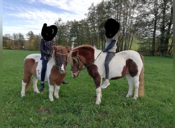 Shetland Ponys Mix, Merrie, 14 Jaar, 110 cm, Gevlekt-paard