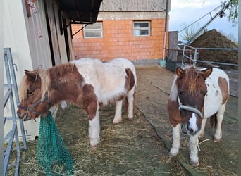 Shetland Ponys Mix, Merrie, 14 Jaar, 110 cm, Gevlekt-paard