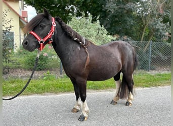 Shetland Ponys, Merrie, 14 Jaar, 92 cm, Gevlekt-paard