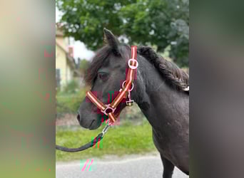 Shetland Ponys, Merrie, 14 Jaar, 92 cm, Gevlekt-paard