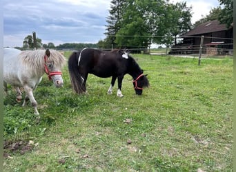 Shetland Ponys, Merrie, 14 Jaar, 92 cm, Gevlekt-paard