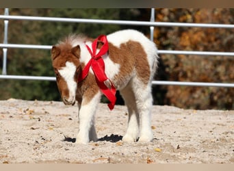 Shetland Ponys, Merrie, 14 Jaar, 94 cm, Gevlekt-paard