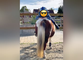 Shetland Ponys, Merrie, 14 Jaar, 96 cm, Gevlekt-paard