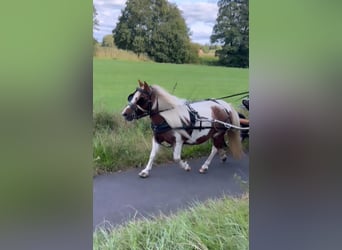 Shetland Ponys, Merrie, 14 Jaar, 96 cm, Gevlekt-paard