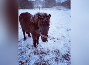 Shetland Ponys, Merrie, 15 Jaar, 105 cm, Donkere-vos